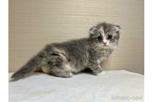 成約済の茨城県のスコティッシュフォールド(折れ耳)-92420の2枚目